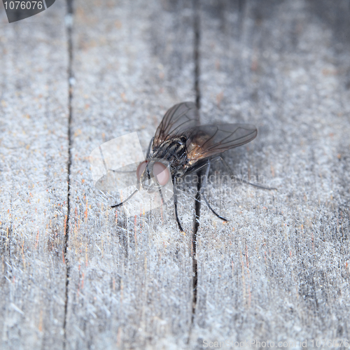 Image of Grey house fly