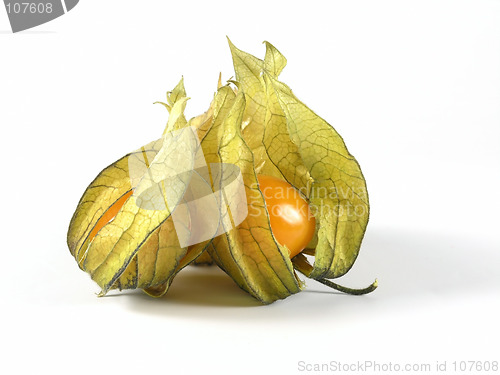 Image of physalis