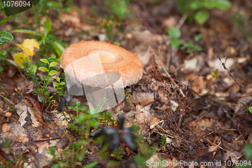 Image of Autumn edible fungi - Lactarius torminosus
