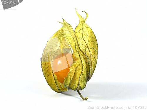 Image of physalis