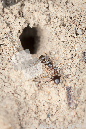 Image of Two working ants near a hole
