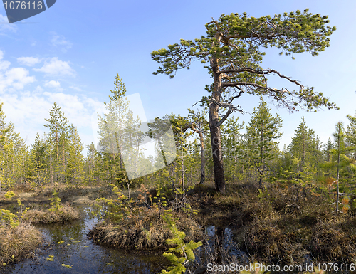 Image of The crook pine among bog