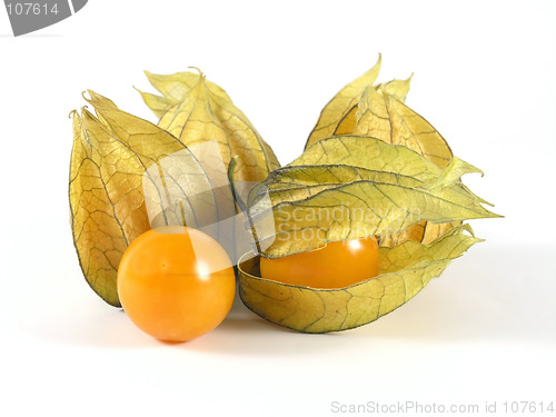 Image of physalis