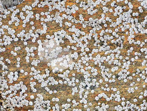 Image of Sea animals on a rock surface