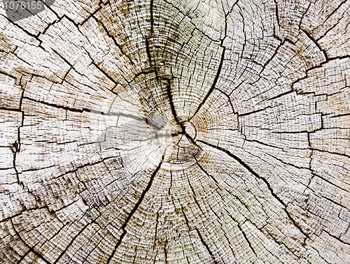 Image of Cut of a trunk background