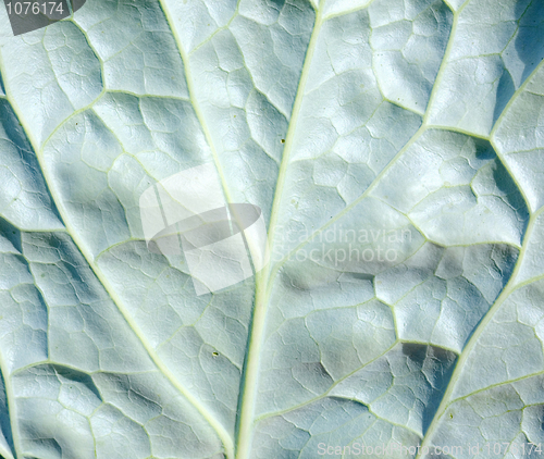 Image of Surface of leaf with foliage