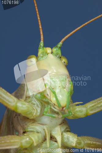 Image of Amusing portrait of a green grasshopper