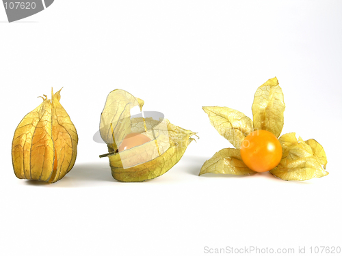 Image of physalis