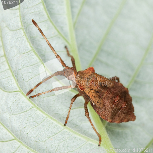 Image of Brown stink bug sitting on a leaf