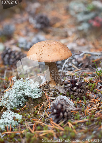 Image of brown cap boletus growing in northern wood