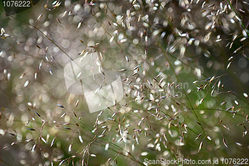 Image of Grass blurred abstract background