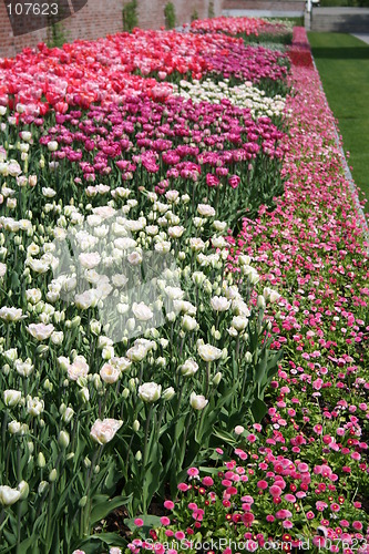 Image of Carpet of flowers