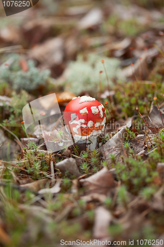 Image of Amanita muscaria in forest