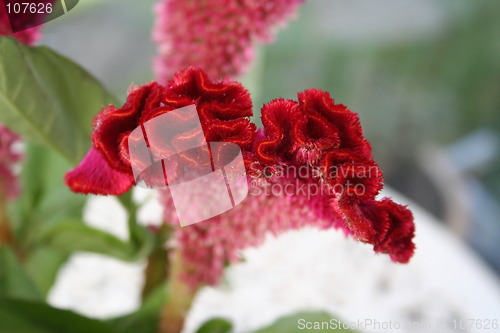 Image of Red flower