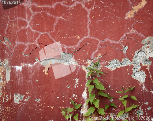 Image of Old wall with cracks and nettle runaways