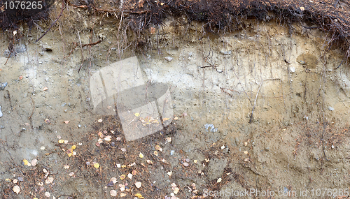 Image of Earthen grunge wall in autumnal forest