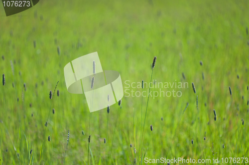 Image of Green field with a grass and ears