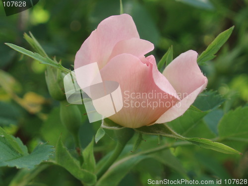 Image of Pink Rose Bud