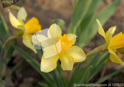 Image of narcissus