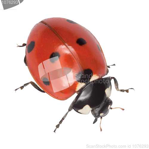 Image of Ladybird isolated on a white background