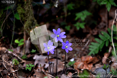 Image of Blue anemone