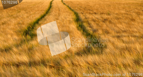 Image of Field of ripe Grain