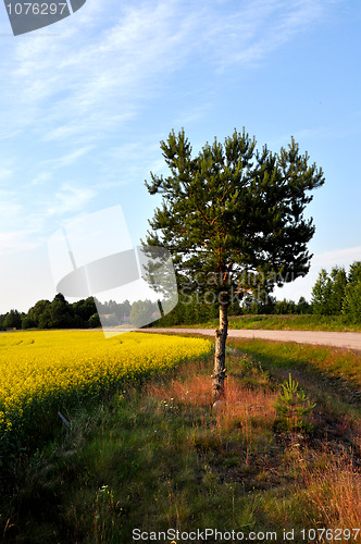 Image of Single tree and colza field