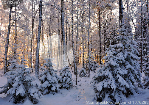 Image of Winter forest