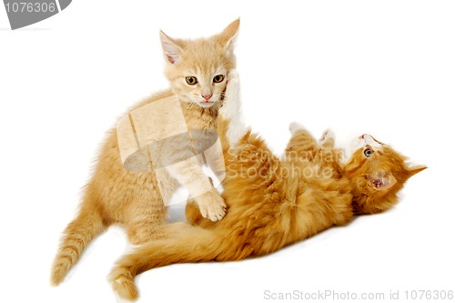 Image of Fighting kittens