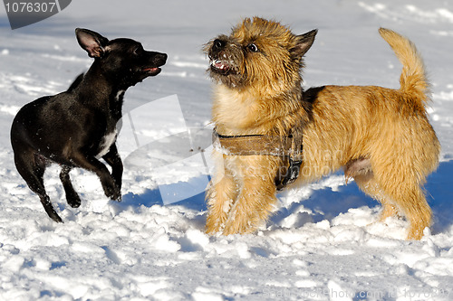 Image of Two dogs playing