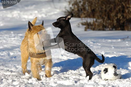 Image of Two dogs in snow