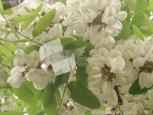 Image of White Blossoms