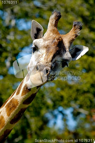 Image of Giraff