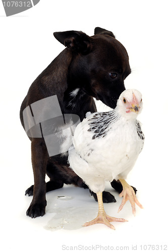 Image of Puppy dog and chicken