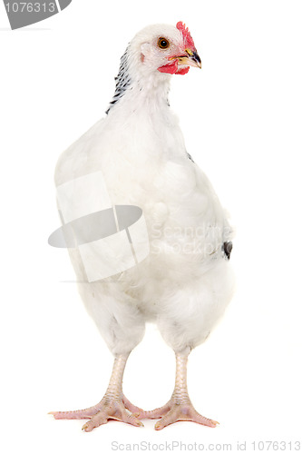 Image of Hen on white background