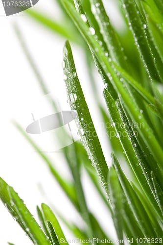 Image of wet grass 