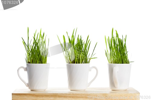 Image of fresh green grass in coffee cups