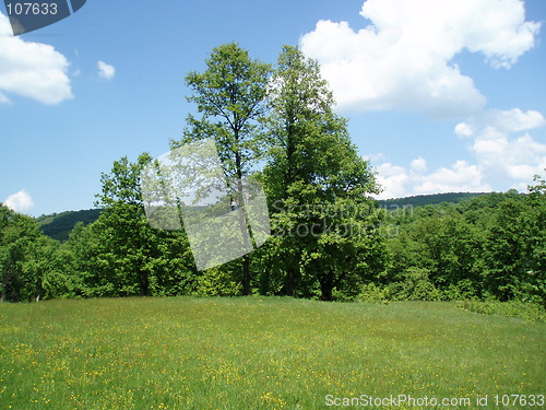 Image of Green medow and trees