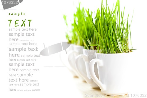 Image of green grass in coffee cups 