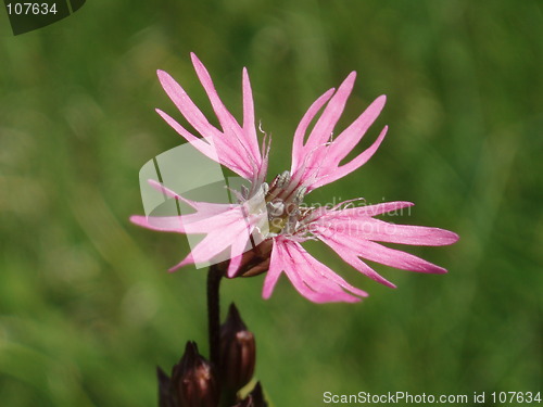 Image of Pink blossom