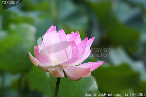 Image of Lotus (Nelumbo)
