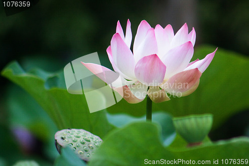 Image of Lotus (Nelumbo)