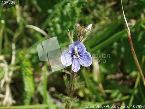 Image of Blue flower