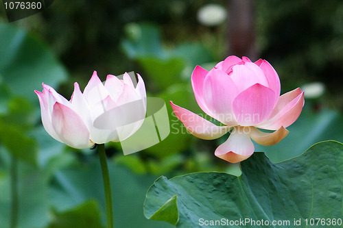 Image of Lotus (Nelumbo)