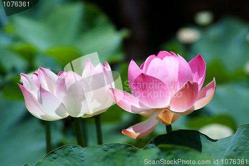 Image of Lotus (Nelumbo)