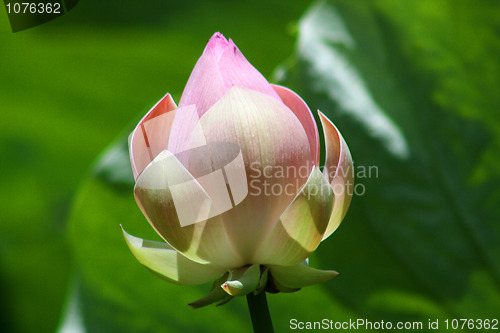 Image of Lotus (Nelumbo)