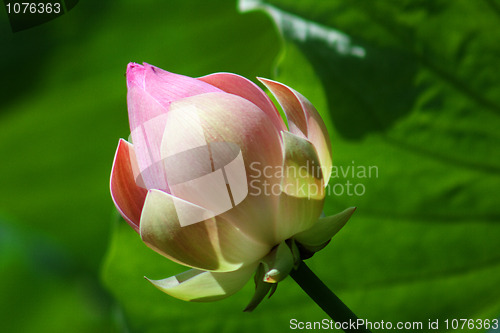 Image of Lotus (Nelumbo)