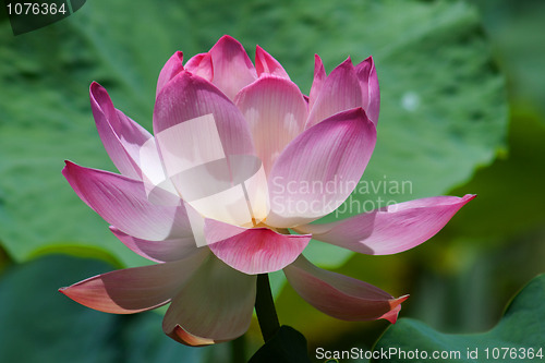 Image of Lotus (Nelumbo)