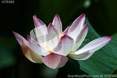 Image of Lotus (Nelumbo)