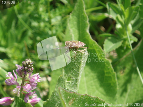 Image of Green medow and bug